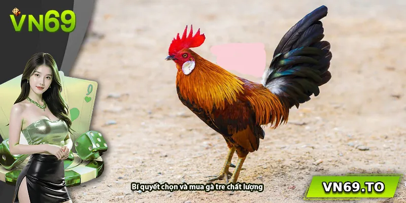 Bí quyết chọn và mua gà tre chất lượng