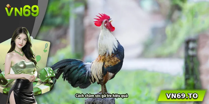 Cách chăm sóc gà tre hiệu quả