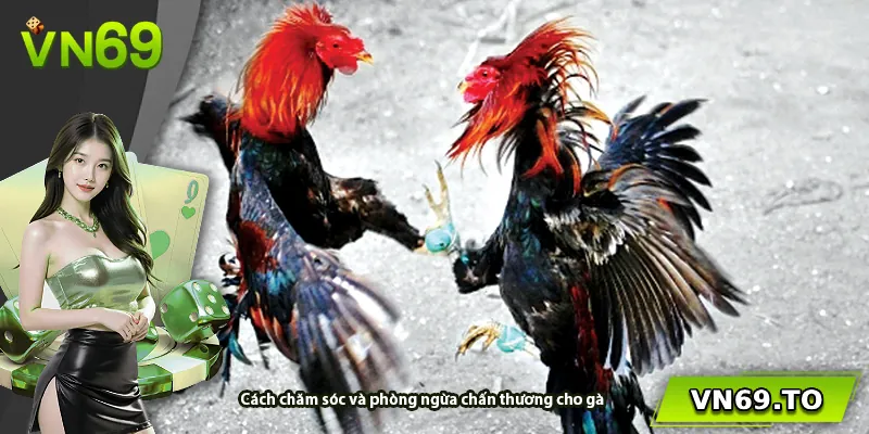 Cách chăm sóc và phòng ngừa chấn thương cho gà