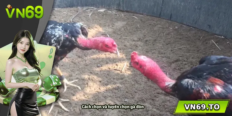 Cách chọn và tuyển chọn gà đòn