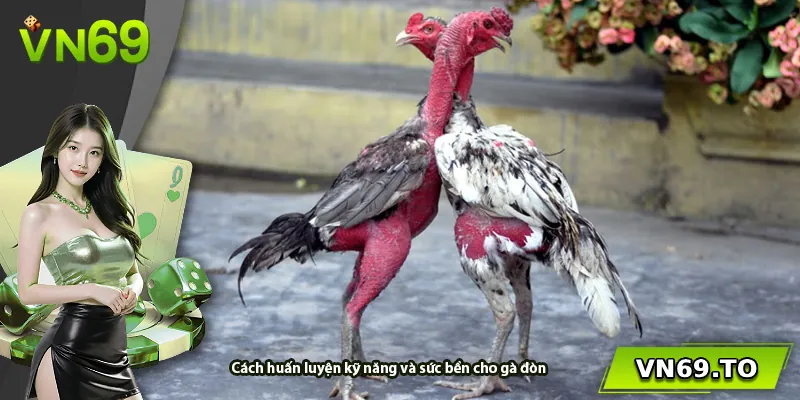 Cách huấn luyện kỹ năng và sức bền cho gà đòn