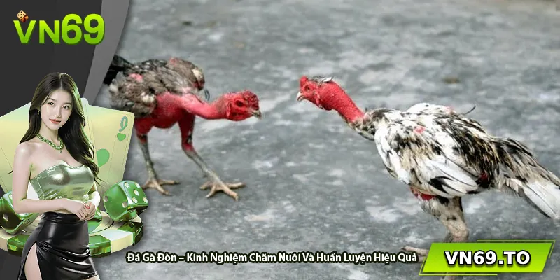 Đá Gà Đòn – Kinh Nghiệm Chăm Nuôi Và Huấn Luyện Hiệu Quả