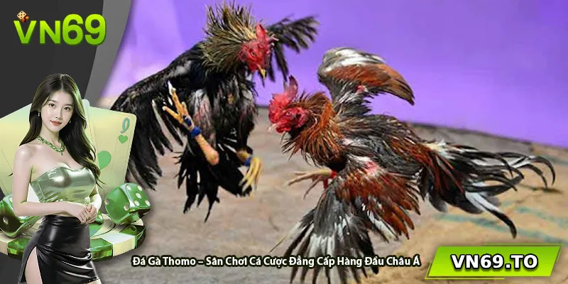 Đá Gà Thomo – Sân Chơi Cá Cược Đẳng Cấp Hàng Đầu Châu Á