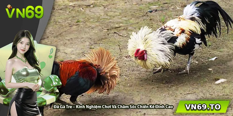 Đá Gà Tre – Kinh Nghiệm Chơi Và Chăm Sóc Chiến Kê Đỉnh Cao