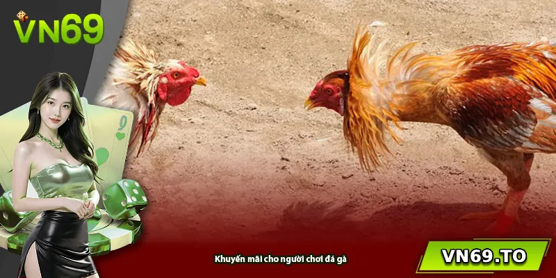 Khuyến mãi cho người chơi đá gà
