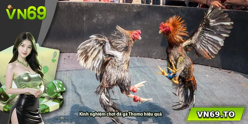 Kinh nghiệm chơi đá gà Thomo hiệu quả