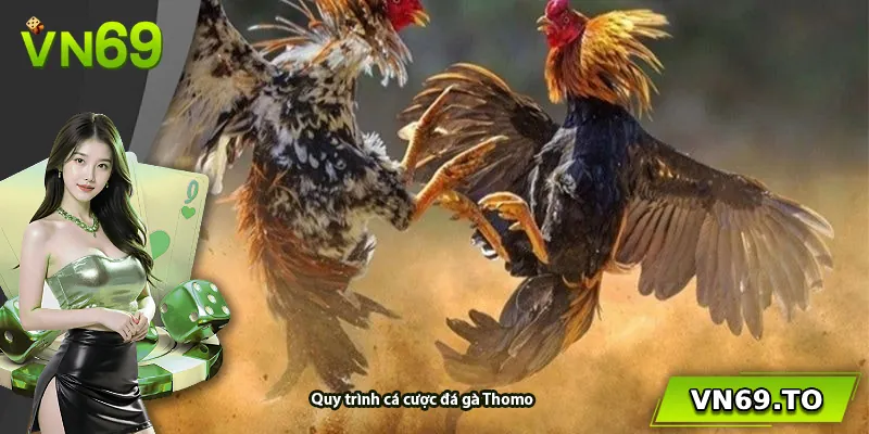 Quy trình cá cược đá gà Thomo