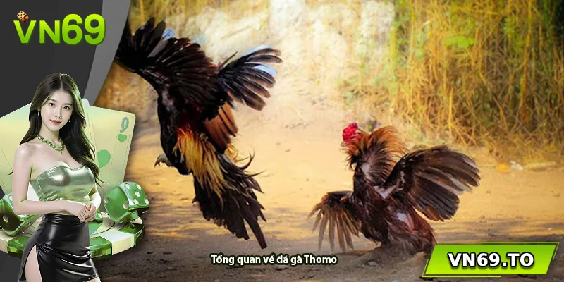 Tổng quan về đá gà Thomo