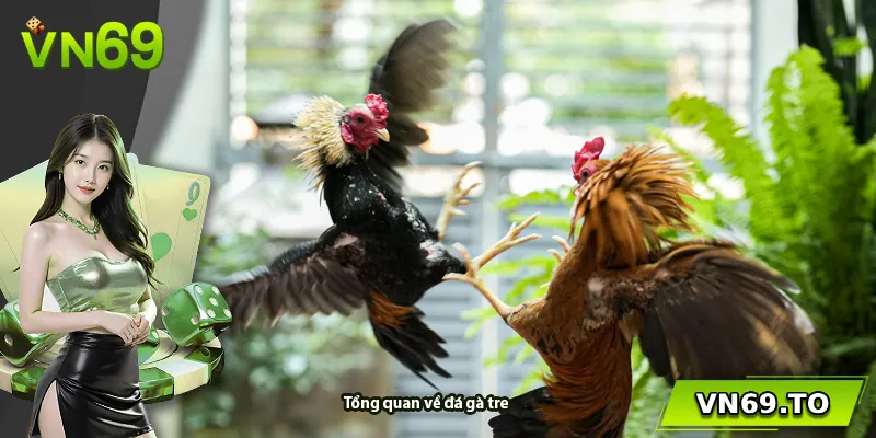 Tổng quan về đá gà tre